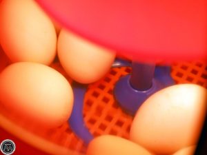 Incubare uova di gallina e altri avicoli con l'incubatrice Novital  Covatutto 16L Digitale - NOVITAL