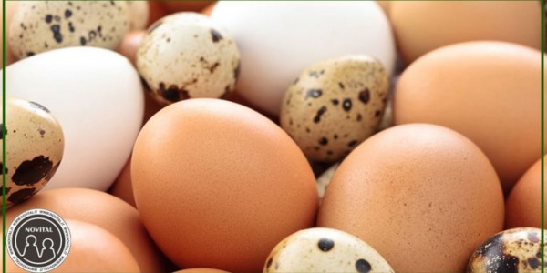 Come trattare le uova da incubare