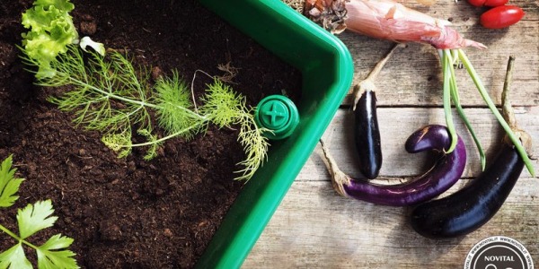 Urban balcony garden: how to cultivate vegetables and aromatic herbs in a small place