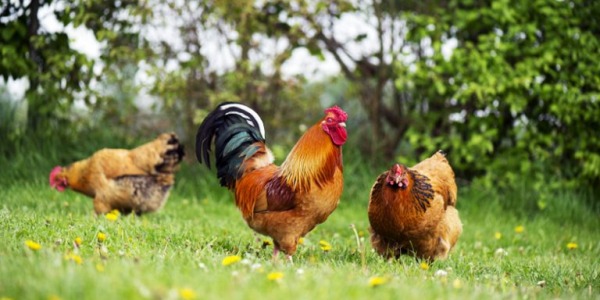 11 cose da fare per gestire al meglio il pollaio in estate