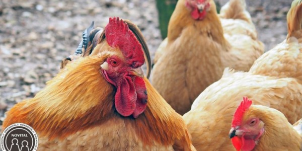 L’età dei riproduttori: quanto conta in un allevamento di avicoli?