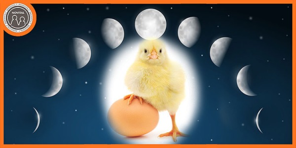 Calendario lunare avicolo 2021 per l'incubazione delle uova