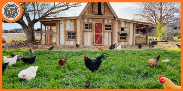 How to build a solid and secure chicken coop
