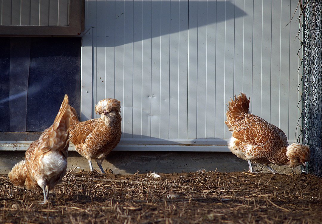 Starting a chicken farm - the broodstock