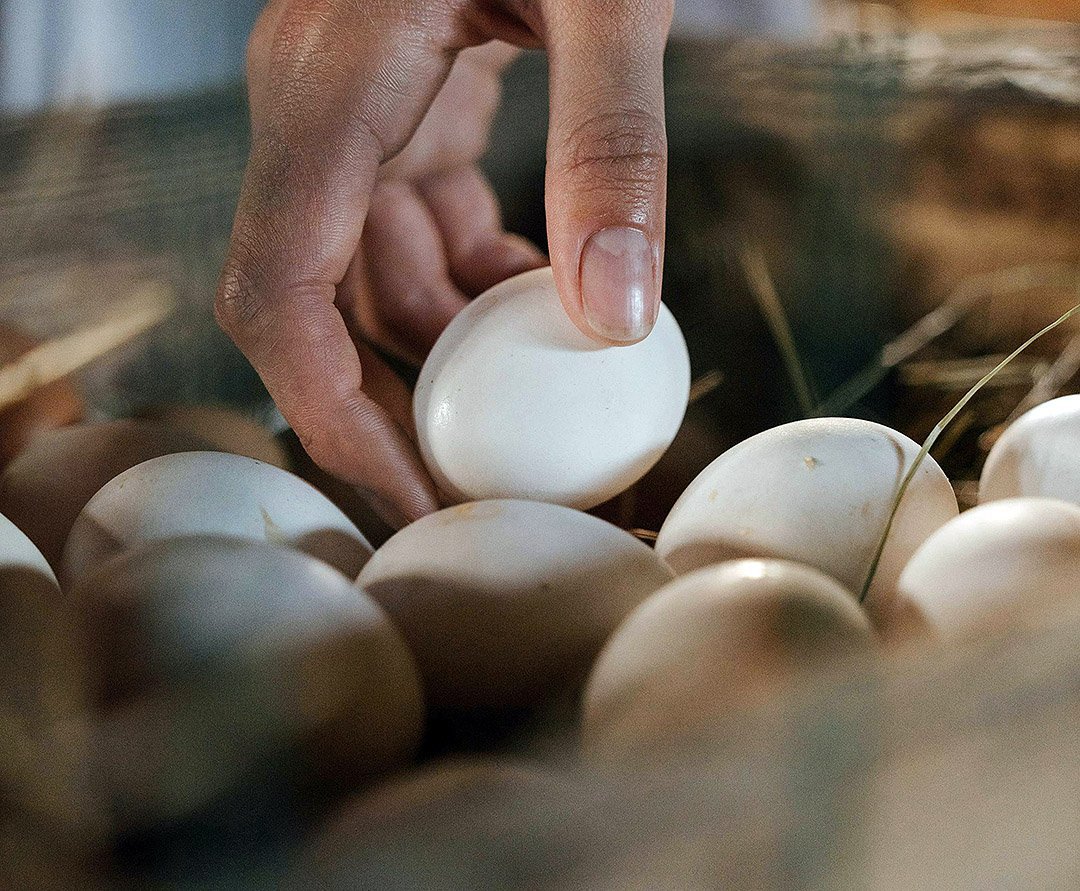 Start Chicken Farming - Eggs