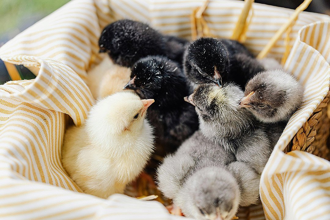 Start breeding chickens - chicks