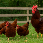 Breeding chickens