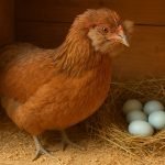 Araucana blue-laid hen