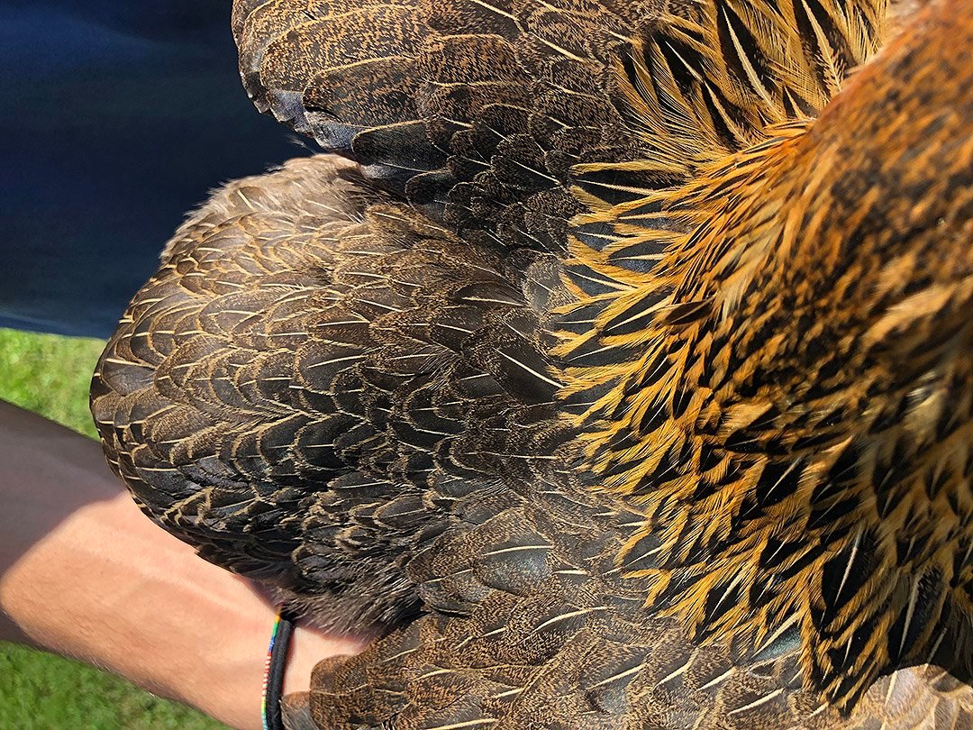 Lomo de una gallina araucana