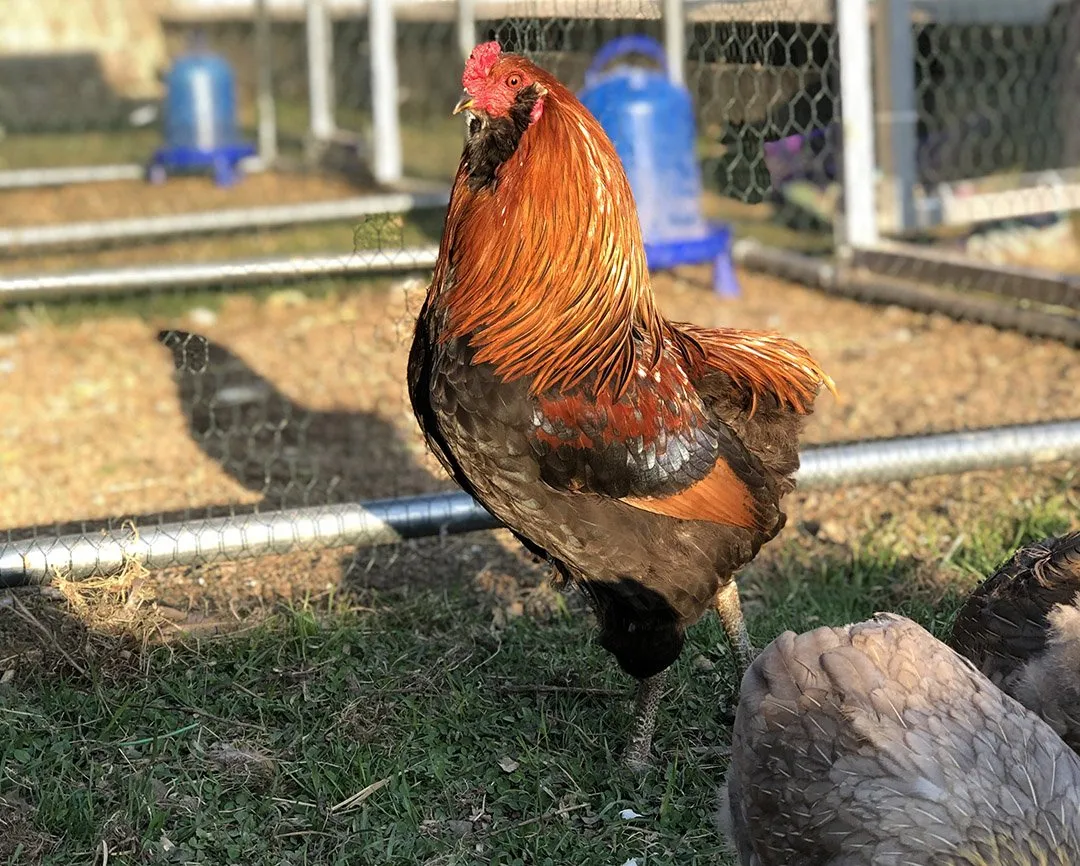 Gallo Araucana