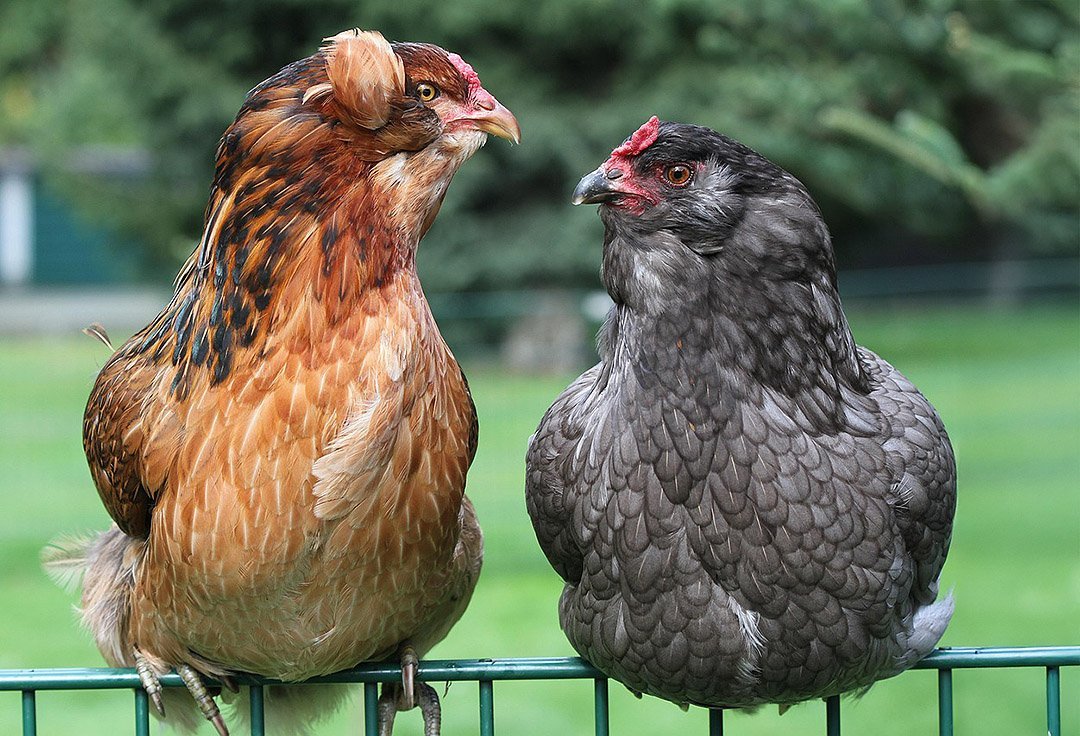 Gallinas araucanas con mechón y barba