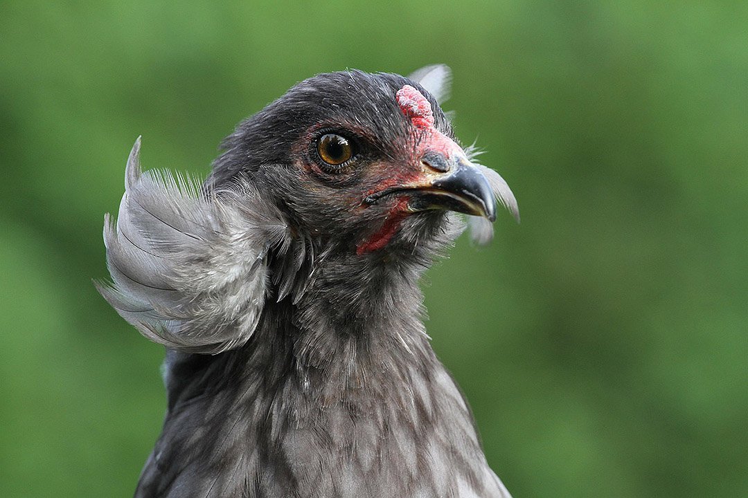 Gallina araucana con mechones de orejas