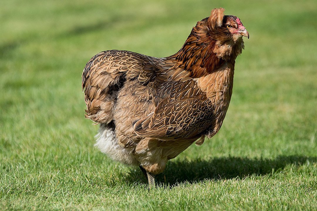 Gallina Araucana