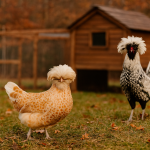 Gallina de Padua con un gran mechón