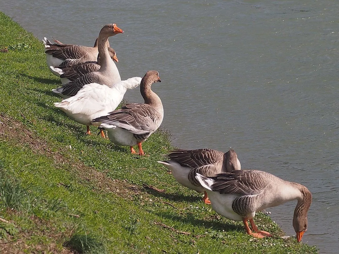 come allevare le oche in cortile: gruppo di oche al fiume