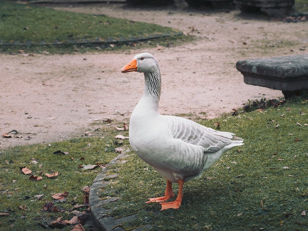 How to raise geese in the yard